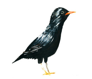 starling